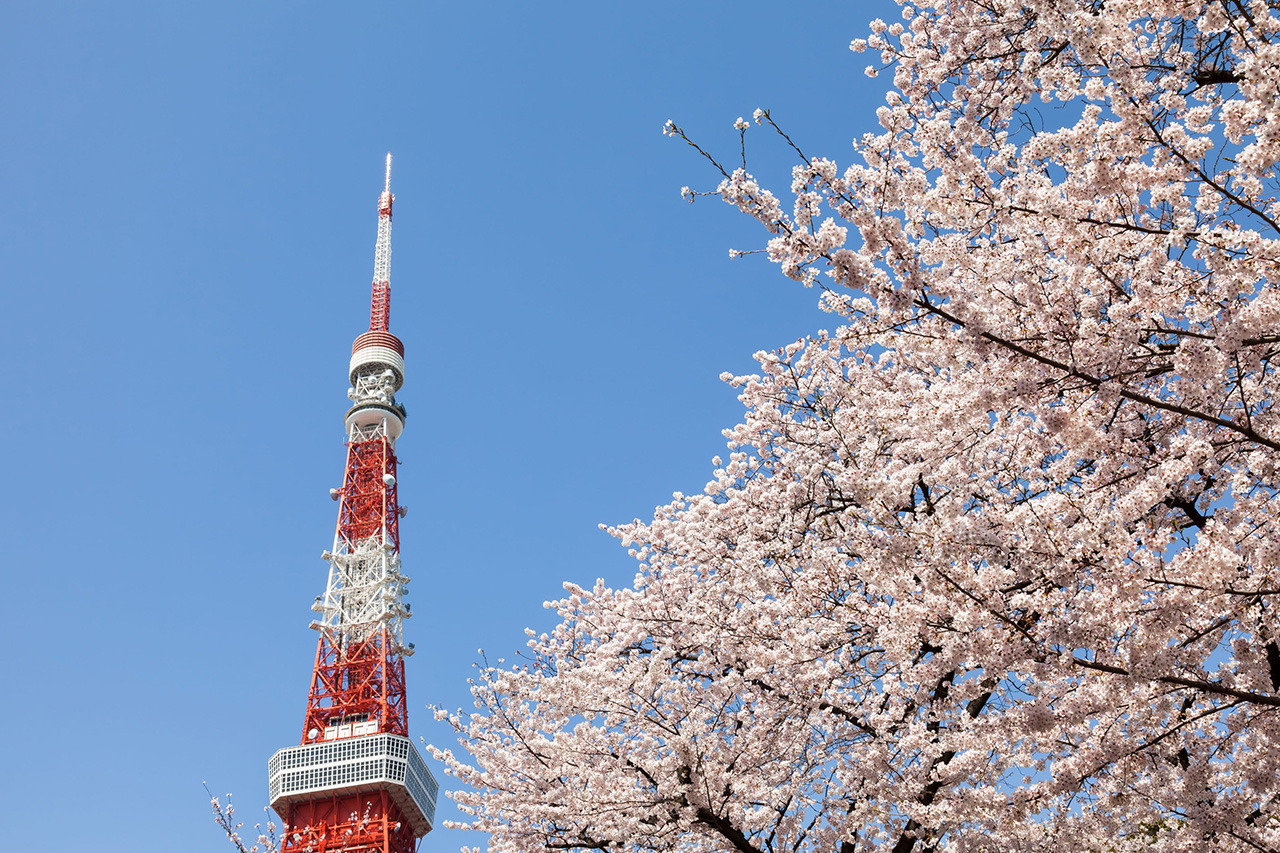Cherry Blossom Tokyo